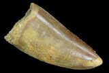 Serrated, Juvenile Carcharodontosaurus Tooth #93205-1